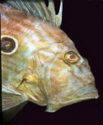 "Johnny" John Dory taken at Goat Island Marine Reserve. by Alexander Stammers 